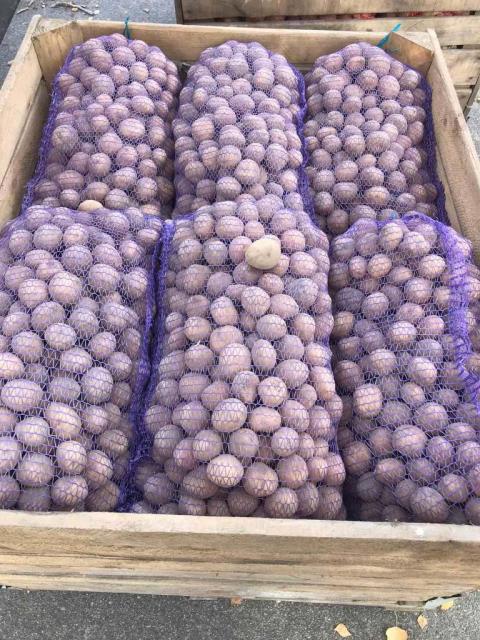 Картопля насіннєва