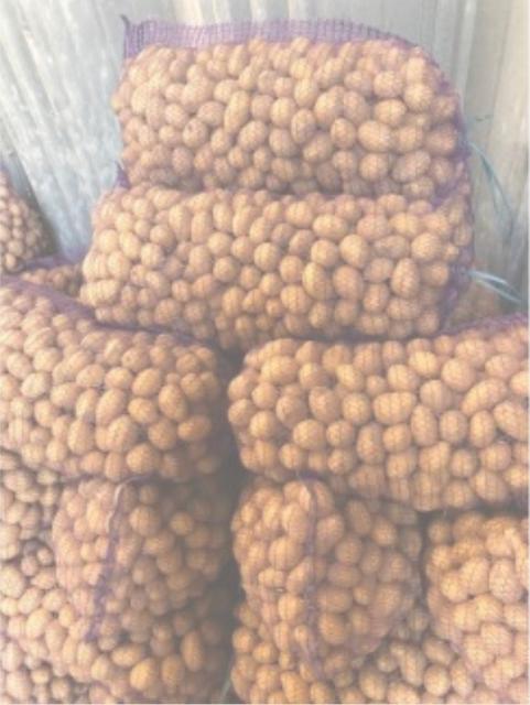 Продам насінневу картоплю Белла Роса, Гранада, Королева Анна, Ред Леді з господарства