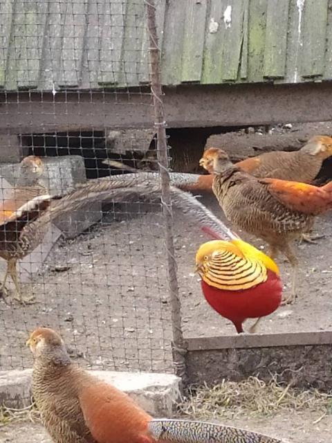 Птицы  фазан золотой