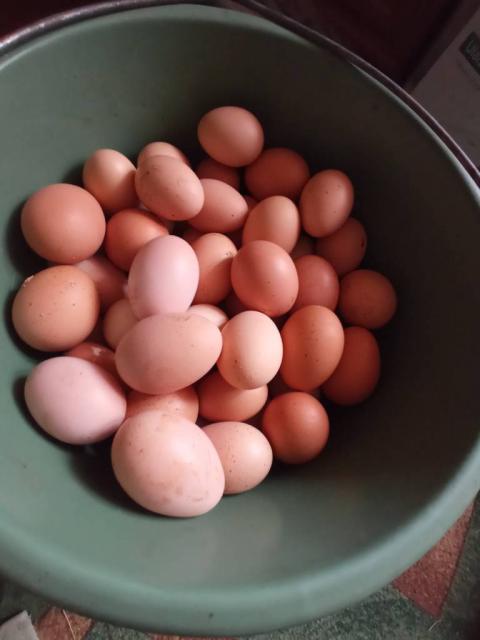 Продаю яйця і курей молодих несуться Міжгір'я Закарпатська область