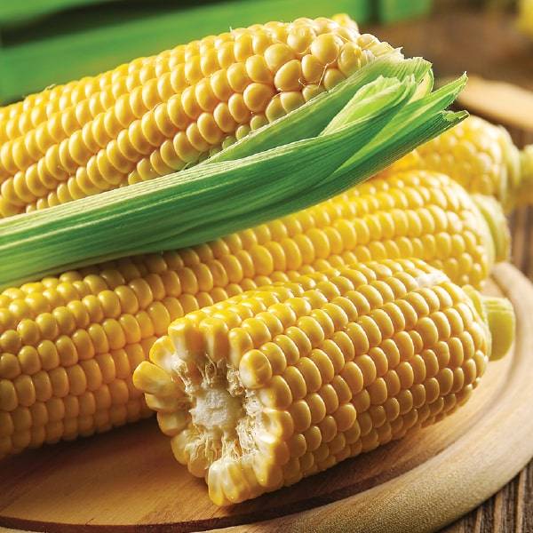 Цукрова кукурудза Добриня. Качани цукрової кукурудзи