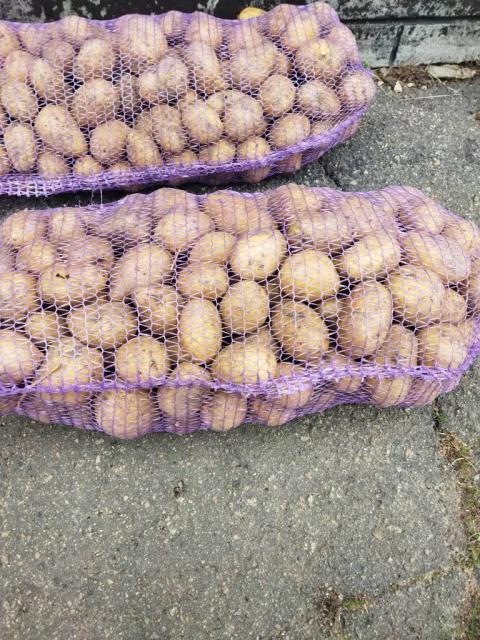 Продам картоплю ці 8 грн село паланка уманський район