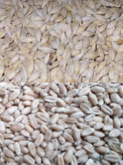 Продам зерно пшениці та ячменю на корм .Урожай 2022 р