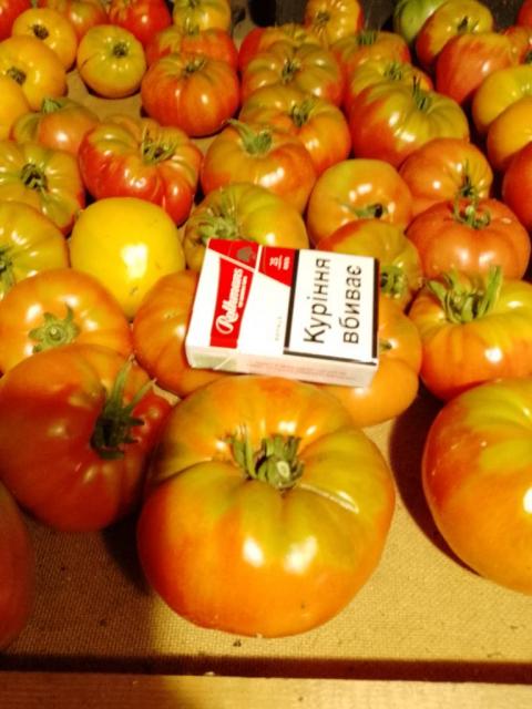 Продам помідори  домашні