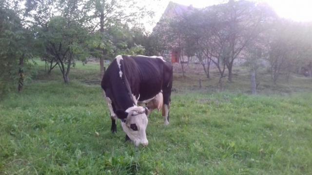 Продається корова,спокійна добра на молоко доіться до теляти