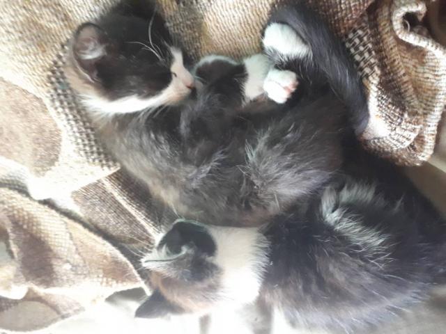 Котята в хорошие руки чернобелые белый дымчатые белодымчатые