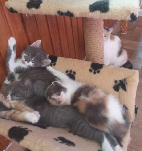 Отдам котяток в хорошие руки