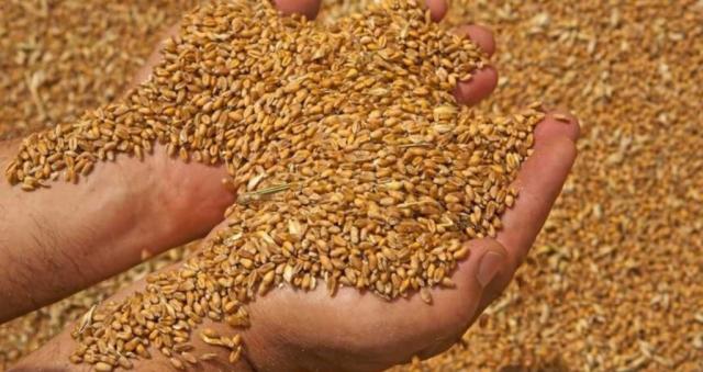 Продам пшеницю продовольчу , 3 кл. , урожай 2023 рік з ндс та без