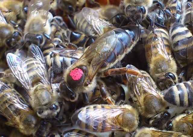 Продам бджолопакети українсько степова 3+1р. 4р.р. безсотові