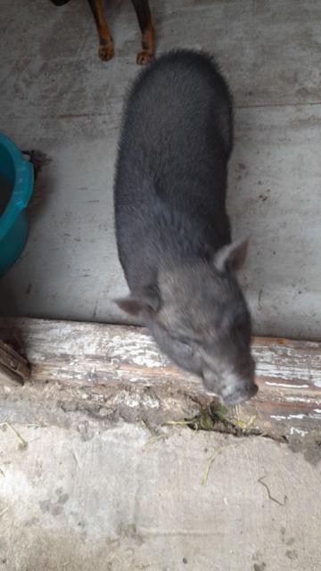 Срочно продам вьетнамскую свинью