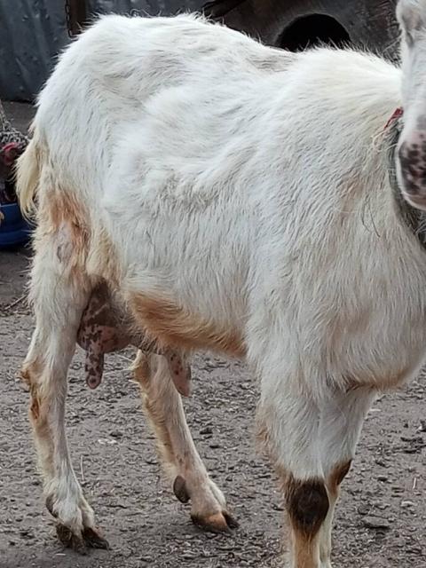 Продам гарну козу за четвертим окотом.Коза спокійна ,їстівна,генетично рогата,але була обезрожена. Хто купе не пожалкує.