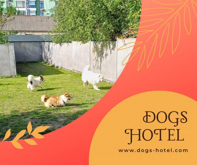 Гостиница для собак в Киеве- Dogs Hotel Pes