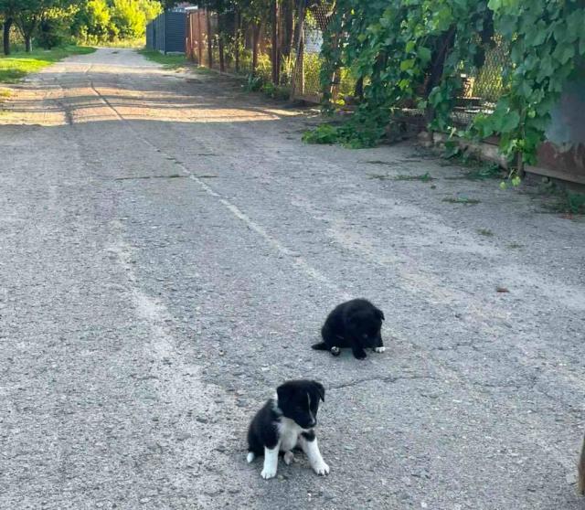 Отдам Щенят в добрі руки