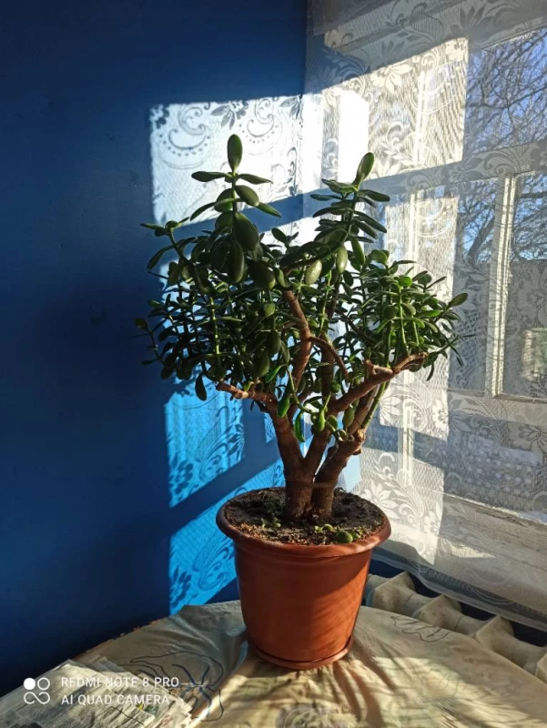 Продам комнатный вагон., Житомир — 2/4