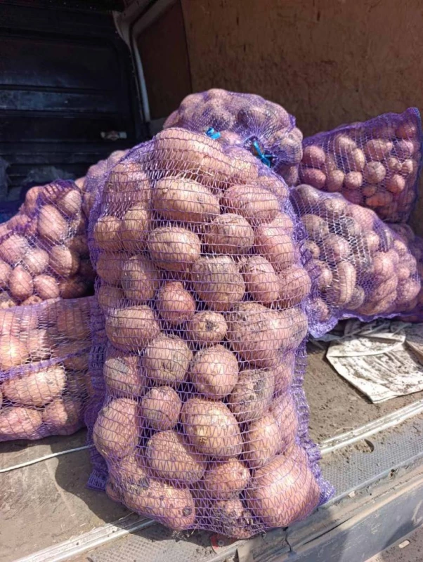 Картопля Беллароза