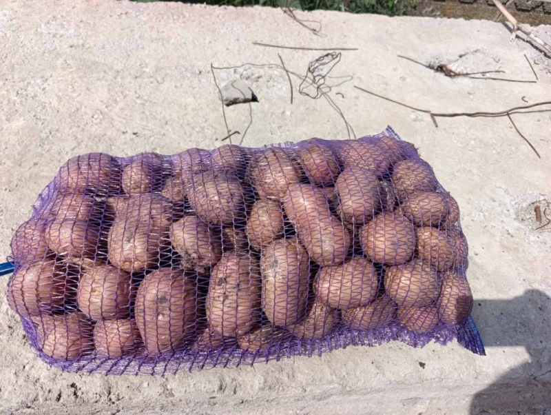 Продам картоплю Беллароза