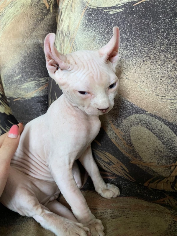 Ищет себе хорошего хозяина 🐈, Одеса — 1/2