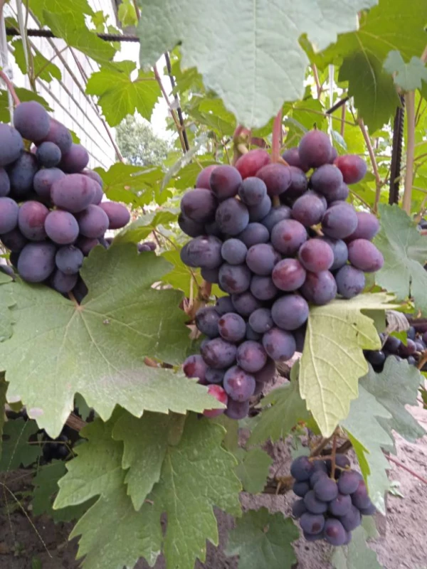 Продам виноград разных сортов