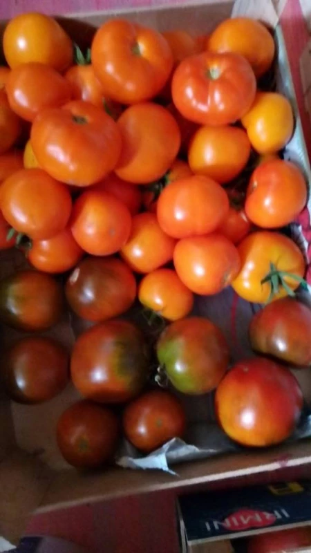 🍅 Продам свіжий сік та помідори – натурально, смачно, без хімії, Полтава — 2/2