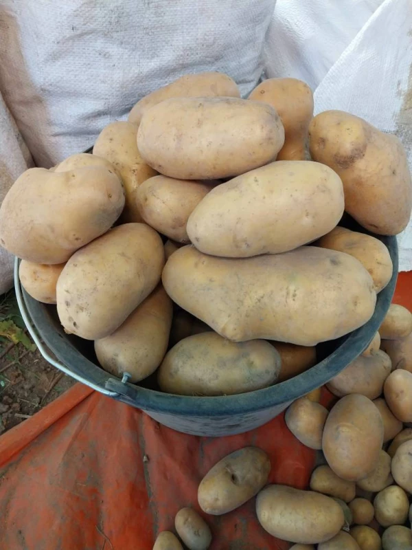 Картопля велика,  продам