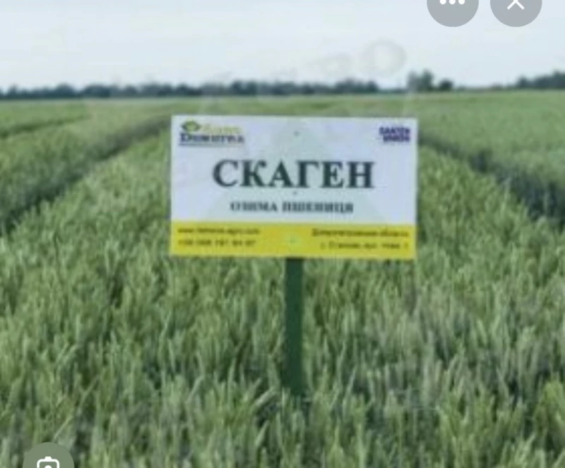 Продам пшеницю Скаген сн-1