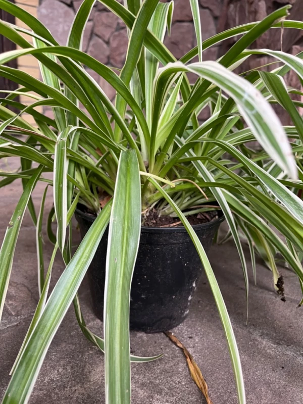 Хлорофитум хохлатый (Chlorophytum comosum), Київ — 2/2