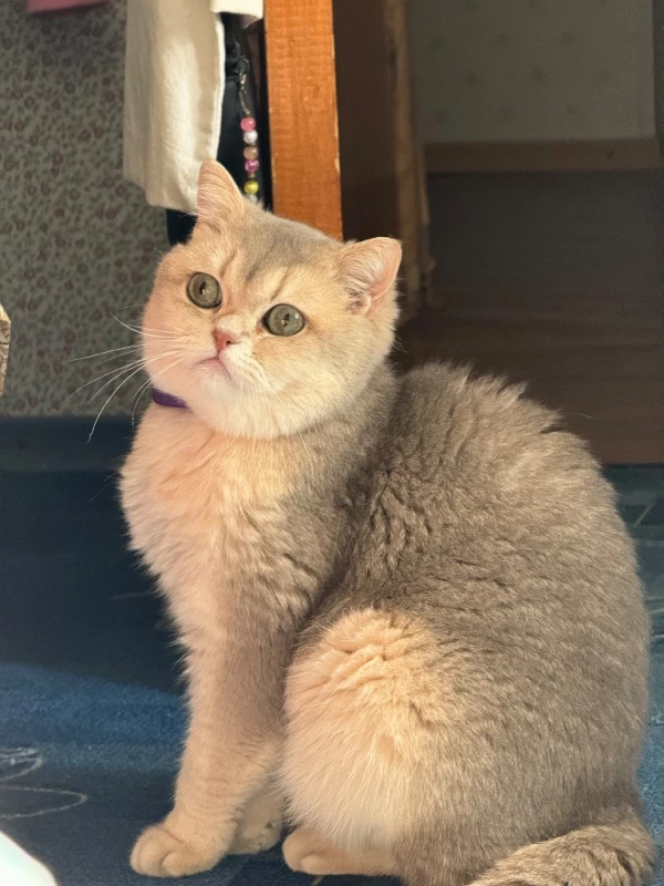 Кот Британец 2 года