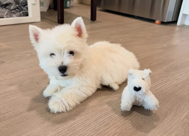 West Highland White Terrier — белоснежные малыши