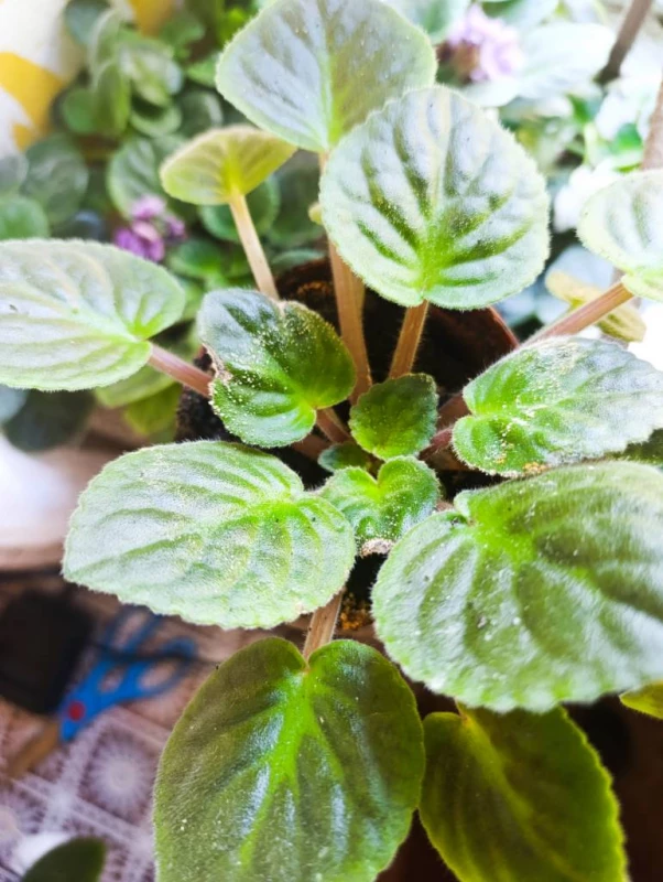 Продаж фіалки великі кущики, Днепр — 2/5