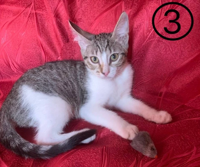 Котята-мышеловы в добрые руки Бесплатно, Кропивницький — 3/3