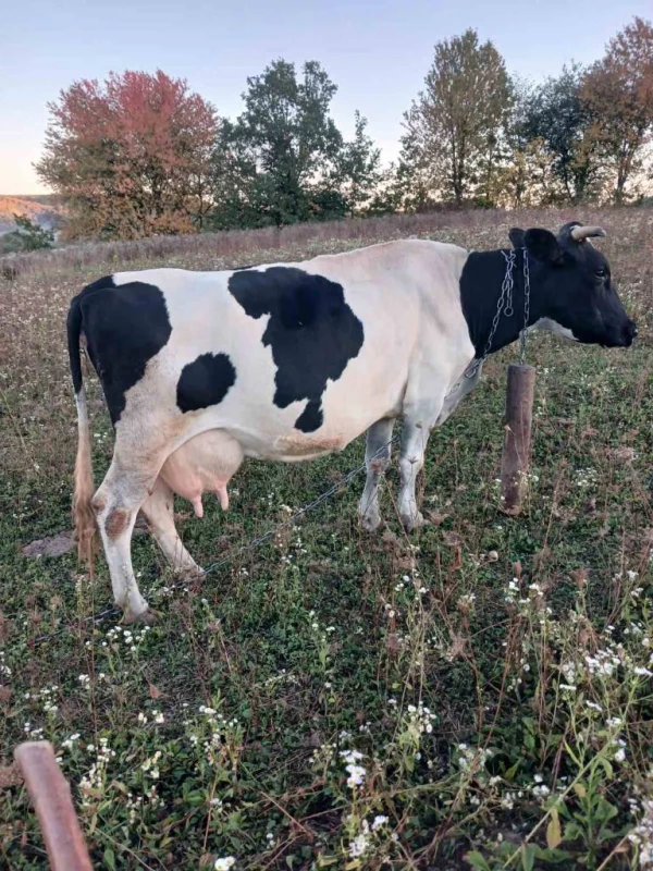 Продам корову, 8 років. Здорова, спокійна, добре доїться. Ціна — 45 000 грн.  За детальною інформацією телефонуйте: +380 96 842 76 12, Бобрка — 2/2