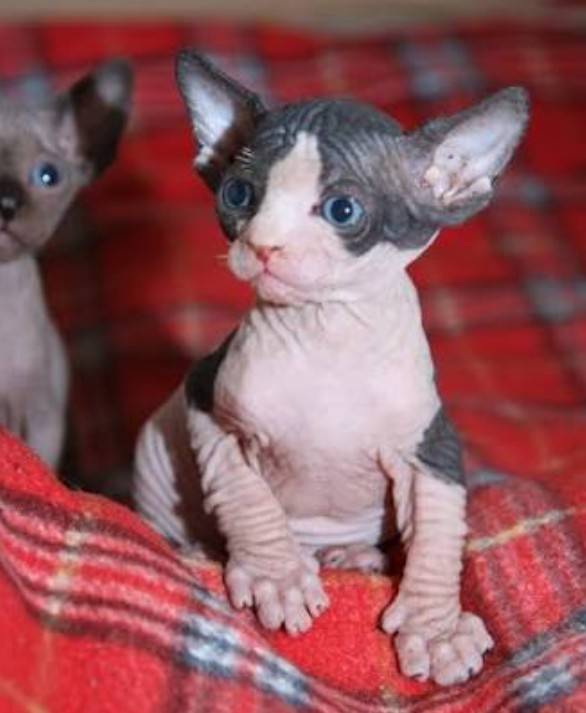 Котик канадский сфинкс