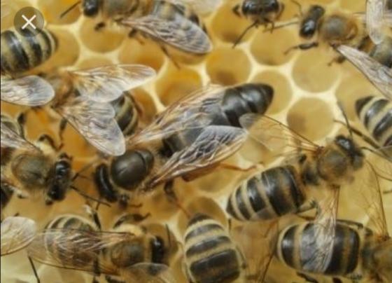 Продам пчелиных маток и пчелопакеты