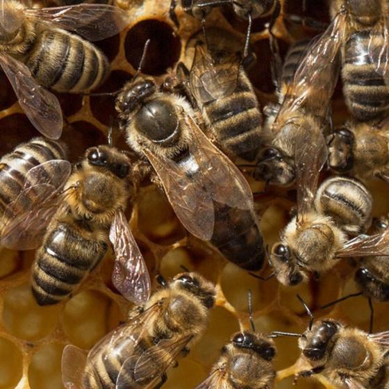 Продам бджоломатки карніка 2020 року
