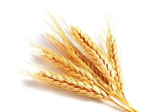 Пшеница фуражная 3,50т