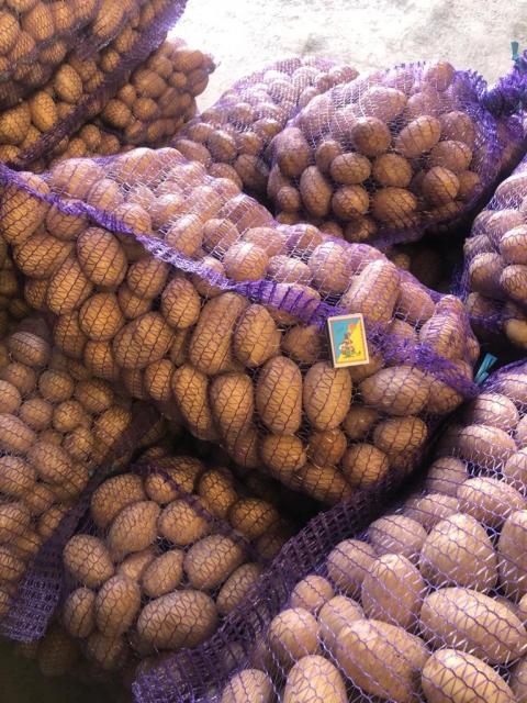 ФГ продає якісну товарну картоплю сортів Гранада та Королева Анна від виробника з господарства
