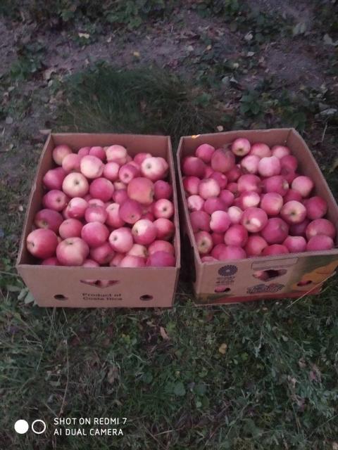 Продам смачні зимові яблука