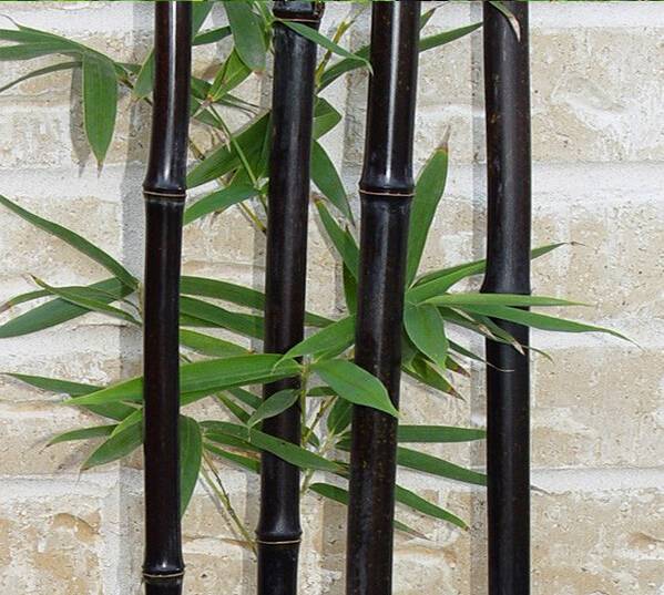 Семена черного бамбука 25 шт (Phyllostachys Nigra)