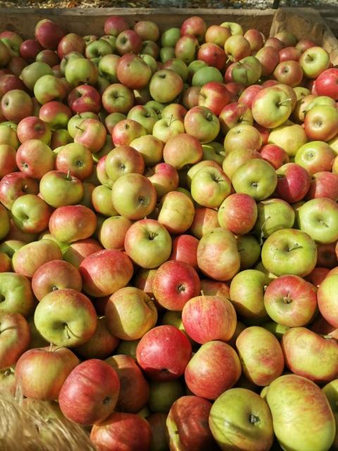 Продам яблоки оптом от производителя