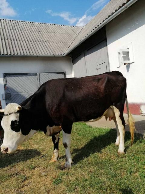 Продається молода (первістка) корова село Цуцилів, Надвірнянський район, Івано-франківська область.