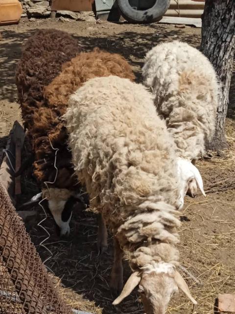 Продам овец.Порода курдючные.