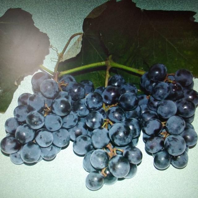 Продам виноград сорту Ізабелла