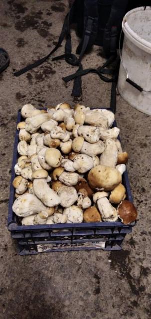 Продаю свіжі білі гриби