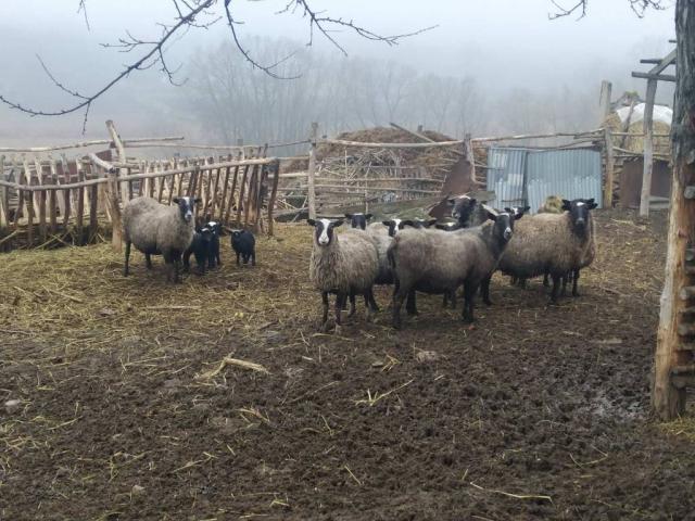 Продаємо Вівці Романівської породи