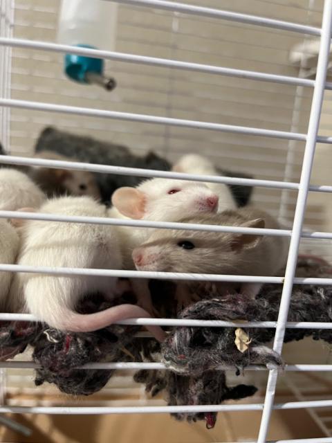 Крысята Дамбо-Альбиносы