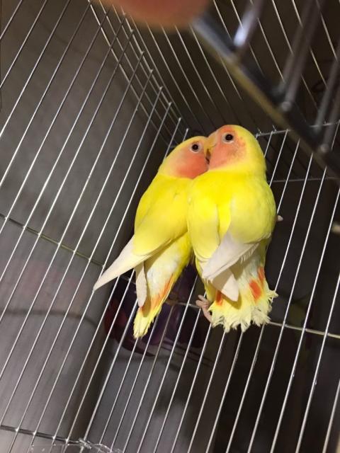 Пташки папуги «нерозлучники»