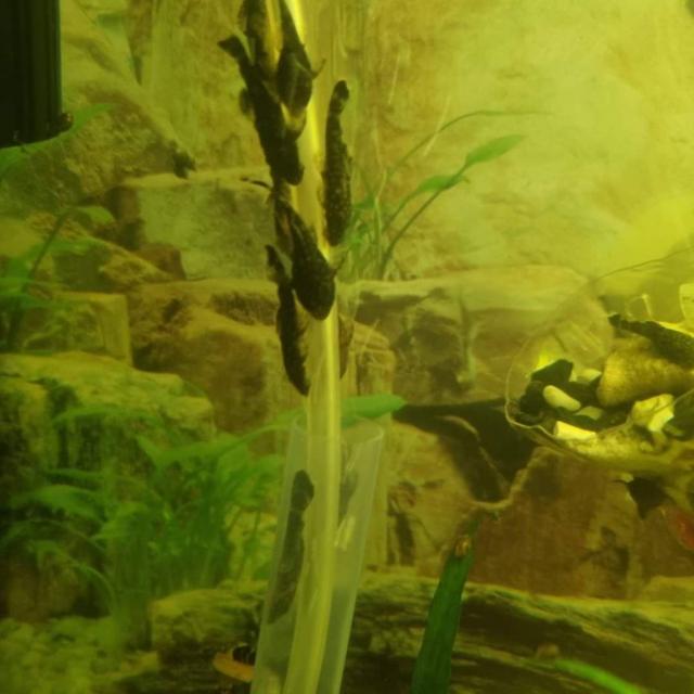 Увага, Анциструс - цікава акваріумна  рибка
