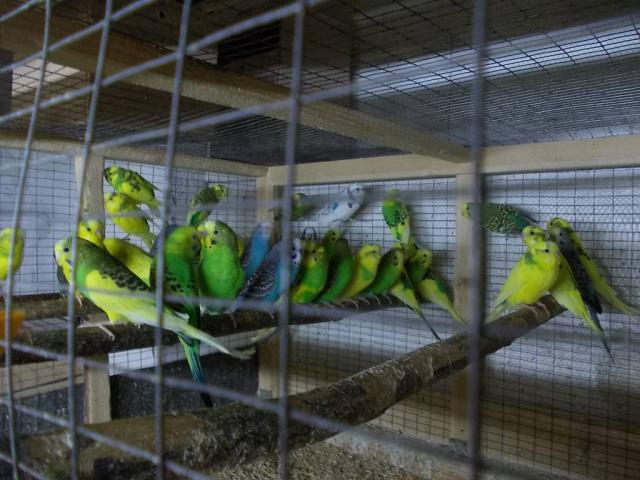продам хвилястих попугаіів