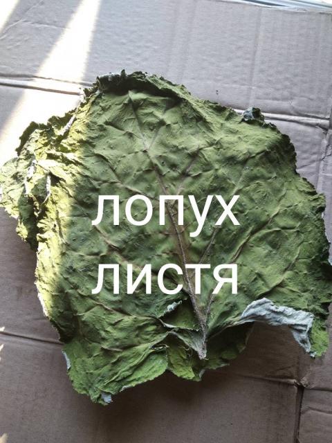 Лопух.        Листя