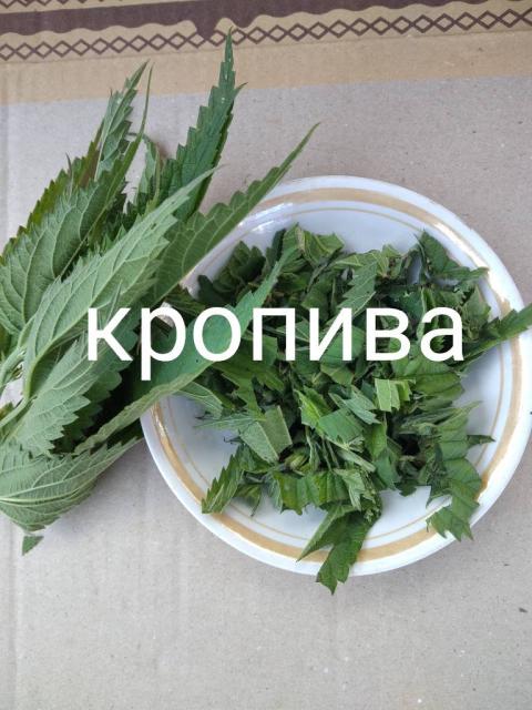 Кропива       кропива